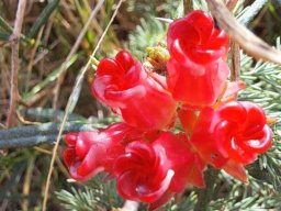 Microloma tenuifolium red lips